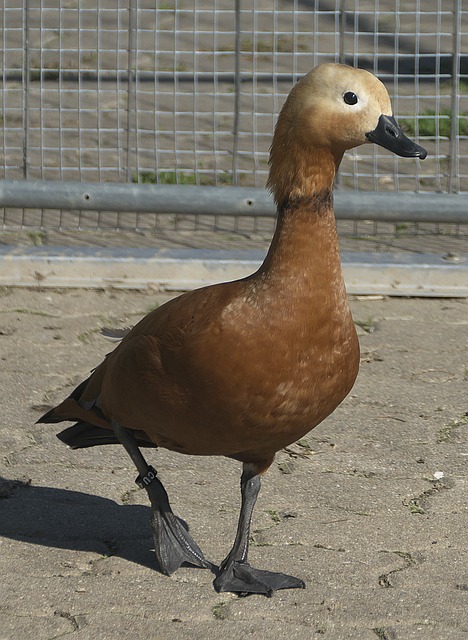 业生涯可谓